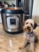 10 Steps to Make Perfect Instant Pot Homemade Dog Food